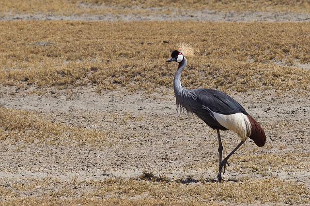130 Tanzania, Ngorongoro Krater, kroonkraanvogel.jpg